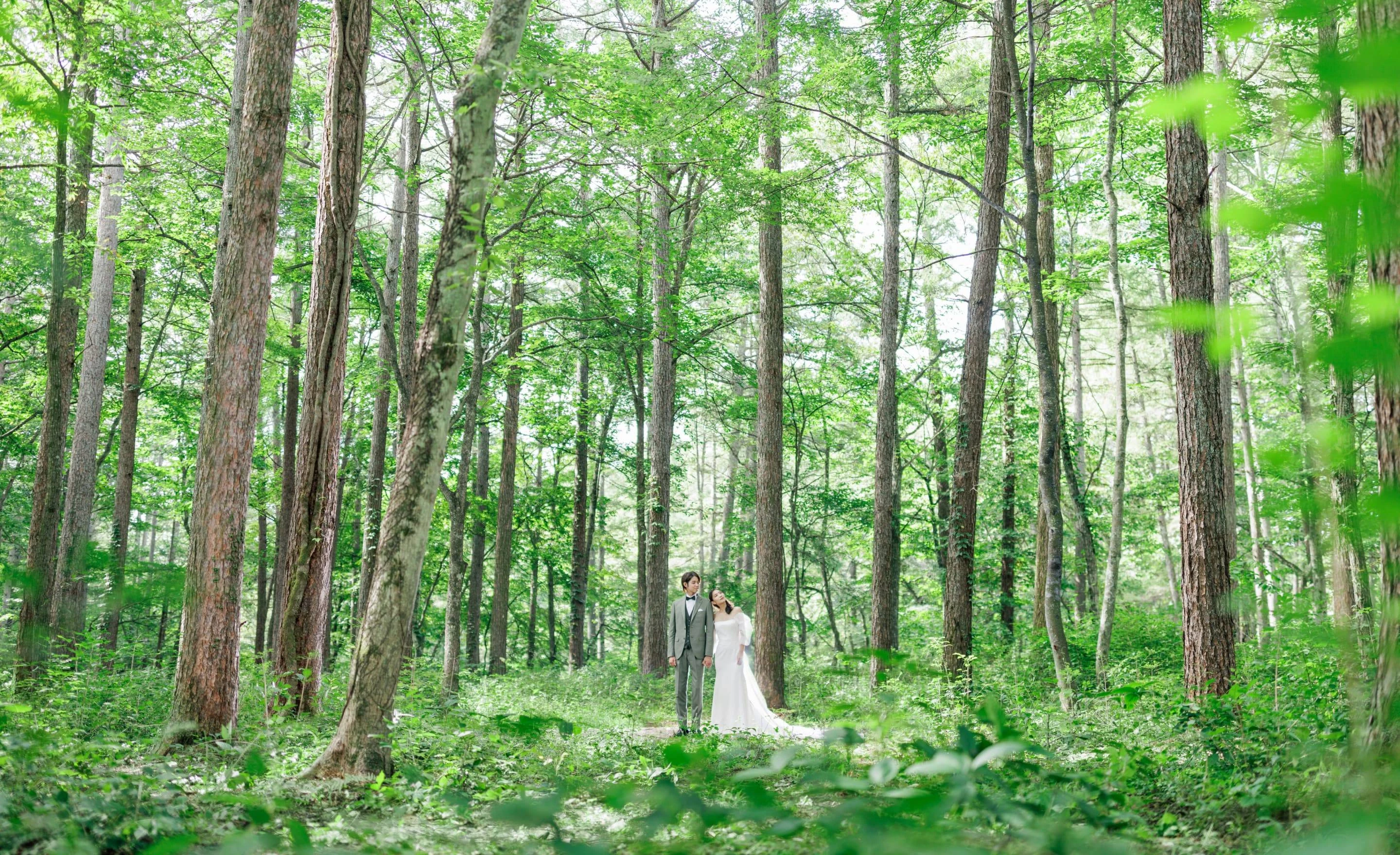 写真：こもれびの谷