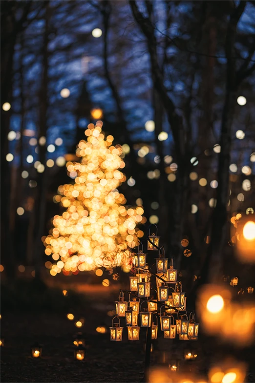 写真：洋装 クリスマスの森